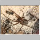 Tegenaria atrica - Grosse Winkelspinne 03 mit Osmia bicornis - Mauerbienenmaennchen.jpg